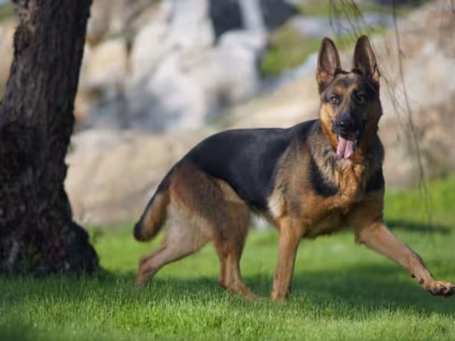German Shepherds 101: A Complete Guide to This Versatile Breed
