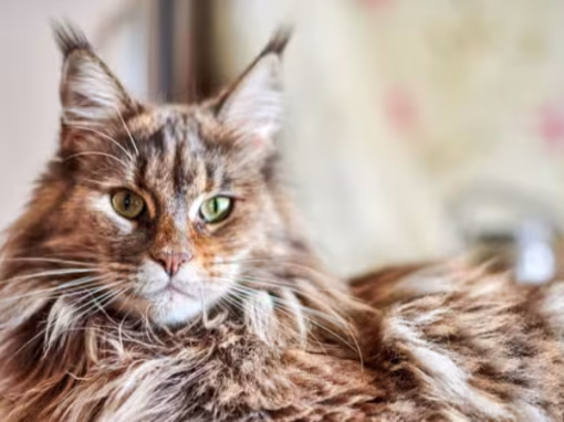 Maine Coon Cats: The Gentle Giants of the Feline World