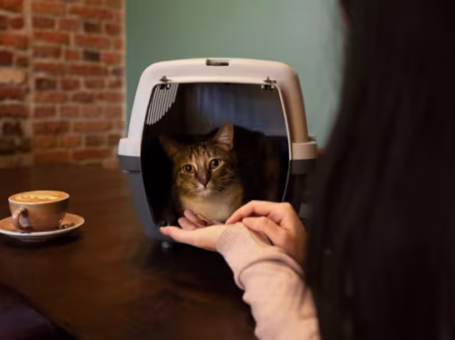 Crate Training Your Cat Safely and Effectively