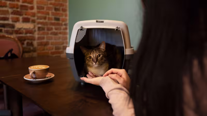 crate-training-your-cat-safely-and-effectively crate-training-your-cat-safely-and-effectively