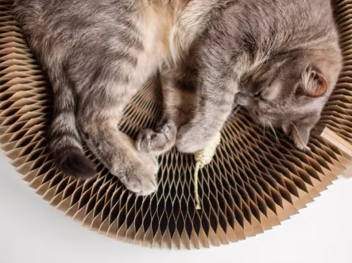 Enrichment for Indoor Cats: Toys, Activities, and Tips