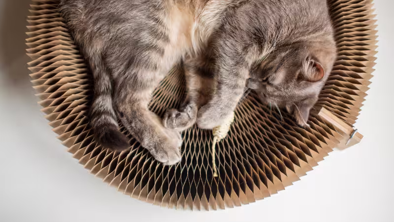 enrichment-for-indoor-cats-toys-activities-and-tips enrichment-for-indoor-cats-toys-activities-and-tips
