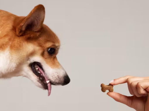 The Basics of Positive Reinforcement Dog Training