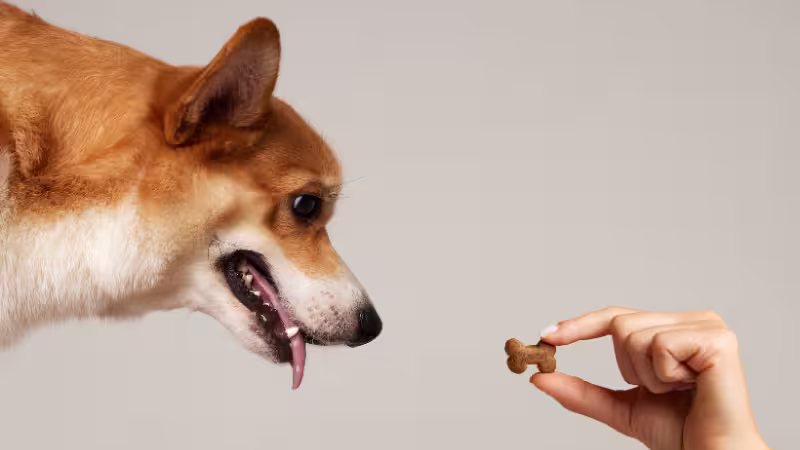 the-basics-of-positive-reinforcement-dog-training the-basics-of-positive-reinforcement-dog-training