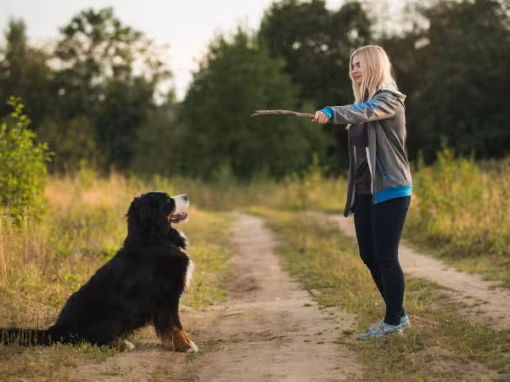 Common Dog Training Mistakes and How to Avoid Them