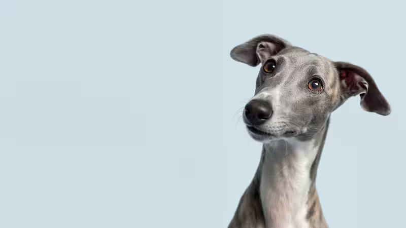 dog-psychology-understanding-how-dogs-think dog-psychology-understanding-how-dogs-think