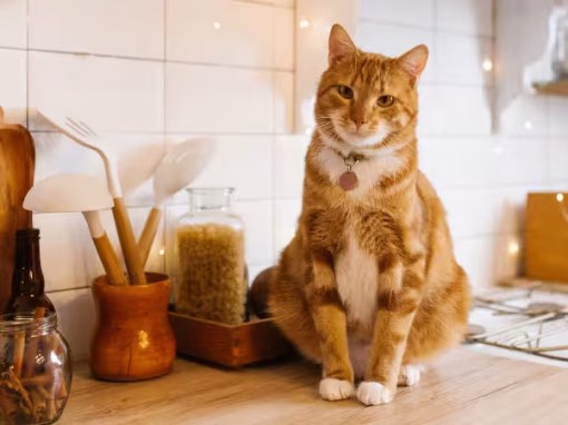 How to Stop Your Cat from Begging for Food