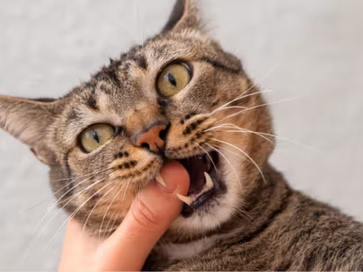 How to Stop Your Cat from Biting: A Practical Guide