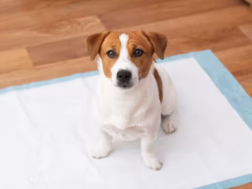 How to Potty Train Your Puppy | Essential Tips