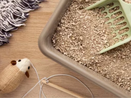 Litter Train Your Kitten With These Simple Steps