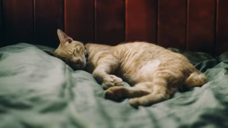 how-to-train-your-cat-to-sleep-at-night how-to-train-your-cat-to-sleep-at-night
