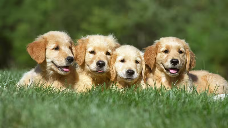 a-step-by-step-guide-to-socializing-your-puppy