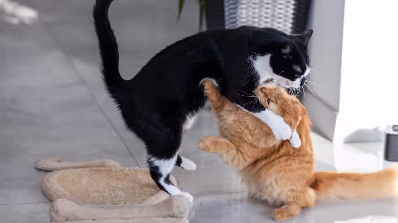 stop-cats-fighting-in-your-home-the-complete-owners-guide stop-cats-fighting-in-your-home-the-complete-owners-guide