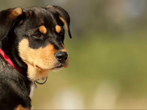 Explore Dog Training Benefits for Your Pet’s Best Behaviour