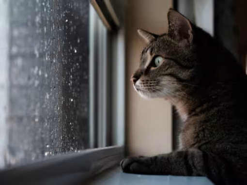 How To Keep Your Cat Calm During a Thunderstorm