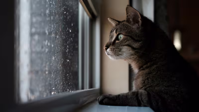 how-to-keep-your-cat-calm-during-a-thunderstorm