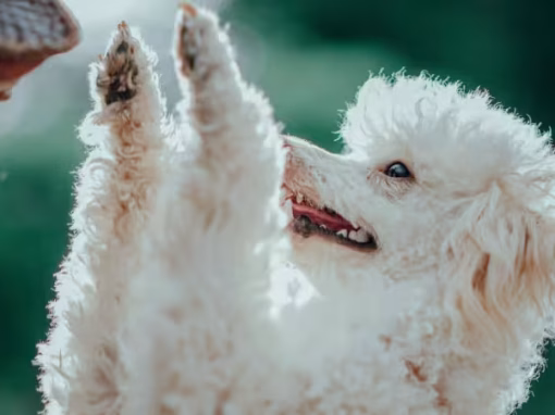 How to Stop Your Dog From Jumping on People