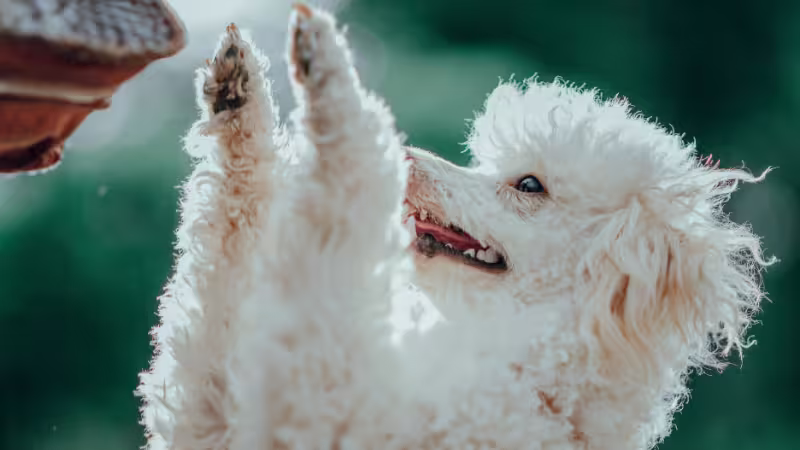 how-to-stop-your-dog-from-jumping-on-people