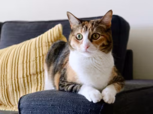 A Step-by-Step Approach to Sound Desensitisation for Cats