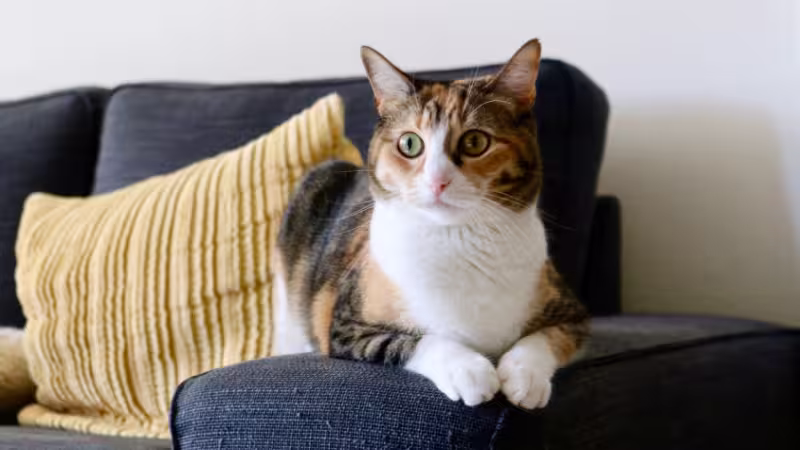 a-step-by-step-approach-to-sound-desensitisation-for-cats