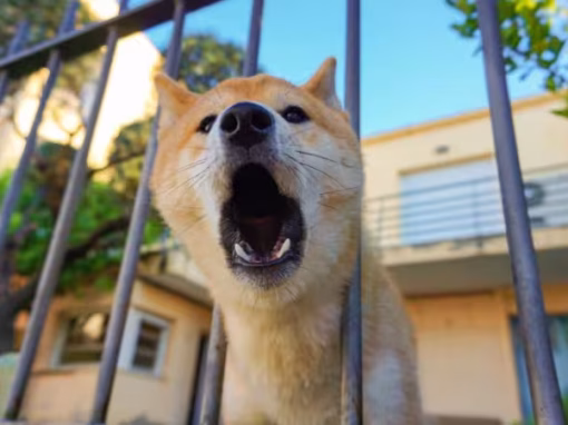 How to Stop Excessive Barking: Causes and Solutions
