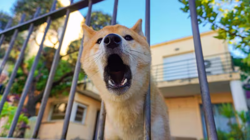 how-to-stop-excessive-barking-causes-and-solutions how-to-stop-excessive-barking-causes-and-solutions