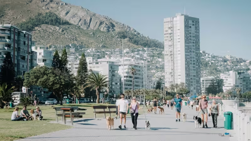 new-proposed-laws-for-cape-town-pet-owners
